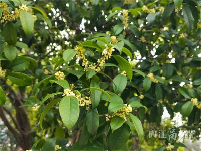 p&ograve;ng香!甜城桂花終于想開了
