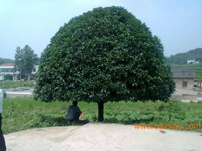 安徽海桐球供應 安徽海桐球批發 安徽海桐球采購,安徽海桐球供應 安徽海桐球批發 安徽海桐球采購生產廠家,安徽海桐球供應 安徽海桐球批發 枝葉密生