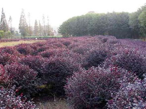 精品紅繼木球 湖南紅繼木&oplus;湖南桂花