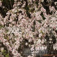 出售苗木 承接園林綠化 黃楊球 紫薇 紫葉李 垂柳 金桂 梅花 櫻花 欒樹 合歡 石榴 松柏江蘇張中華產品供應第33頁