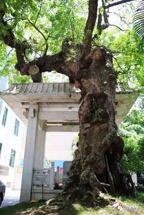 走讀福州 織緞巷 織一段繁華時(shí)光