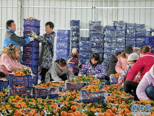 新春走基層 桂北果園里的 甜蜜 守護(hù)