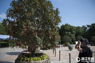 最近的杭州自帶香氣 滿隴桂雨賞桂正當(dāng)時(shí)