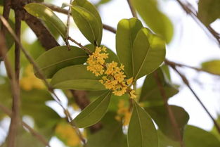 龍游最新版賞桂攻略出爐,錯(cuò)過再等一年