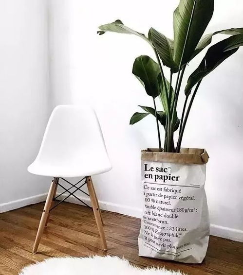 用紙袋裝植物,宅在家就能拍出時(shí)尚大片