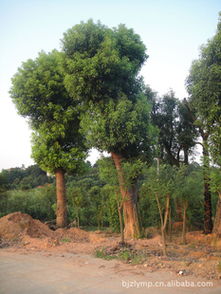 批發(fā)采購優(yōu)質(zhì)移栽香樟 綠化工程喬木供應(yīng)商 批發(fā)采購優(yōu)質(zhì)移栽香樟 綠化工程喬木供應(yīng)商 瀏陽市柏加鎮(zhèn)綠潤苗圃盡在農(nóng)苗網(wǎng)