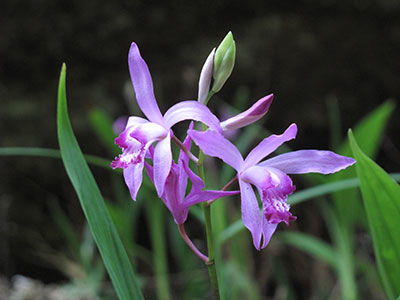 寧波有種 熊貓?zhí)m ,長在樹上,吸露水長大