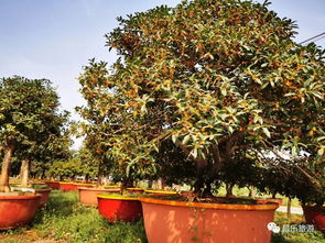 重磅推薦 十一來昌樂,就到這里玩