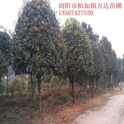 桔子苗報(bào)價(jià) 廠家