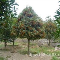 丹桂 金桂 銀桂 四季桂福建黃文武產(chǎn)品供應(yīng)第3頁(yè)