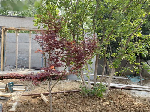 且思園營(yíng)造中