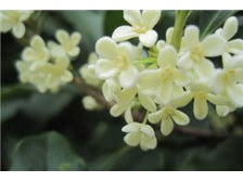 九江市林木種苗中心產(chǎn)品展示