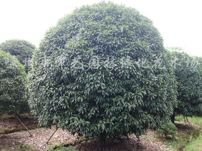 供應(yīng)精品八月桂 金桂 銀桂 丹桂及四季桂等苗木