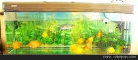 【山東淄博專業供應觀賞魚】價格,廠家,圖片,魚類,淄博沐風蘭桂農業科技-