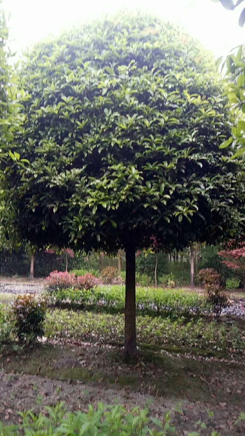 【桂花樹基地現貨長期有售,種植基地桂花樹批發】- 