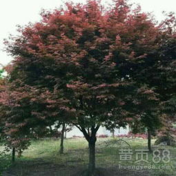 【紅楓樹的報價與供應信息9公分粗紅楓樹價格5公分紅楓做風景綠化用】- 