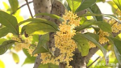 玩轉內江|甜城秋意濃 幽幽桂花香