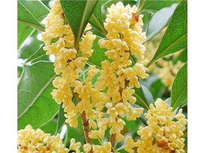 金球桂廠 廣西獨創新穎的金球桂生產基地 桂林綠康綠化苗木基地 金球桂,八月桂,桂花樹,狀元