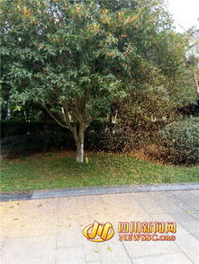 瀘州滿城飄溢桂花香 市民提意見 希望不要打掃