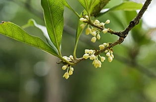 意法分享丨新西湖十景你可知 來杭州不要錯過喲