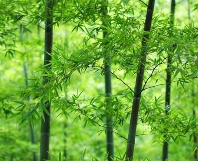 紫砂壺上刻畫的圖案所代表的含義你知道幾個?植物篇_文化