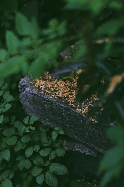 一到秋天,杭州就變成臨安