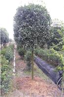 桂花 全球花木網(wǎng)為您提供各地桂花 八月桂 四季桂 金桂 銀桂 丹桂價(jià)格信息 屬木犀科 木犀屬植物 枝葉濃綠,姿態(tài)優(yōu)美,花開(kāi)時(shí)芬芳撲鼻,飄香數(shù)里,花可食用和提煉香精