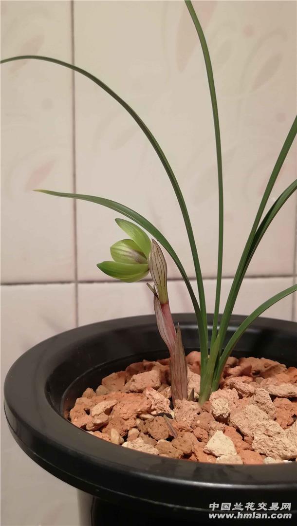 蘭桂齊芳:遷公荷反季節(jié)開(kāi)品-春蘭篇-中國(guó)蘭花交易網(wǎng)社區(qū)