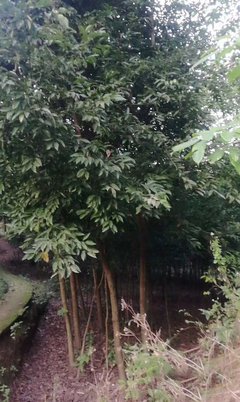 重慶天蘭桂批發(fā)10公分天蘭桂 苗木生產(chǎn)基地 市政綠化工程 市政、小區(qū)苗木,樹(shù)苗種植批發(fā)