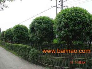 蘭州園林景觀公司 天水制藥廠廠區(qū)景觀綠化 熱推甘肅東方誠(chéng)信,蘭州園林景觀公司 天水制藥廠廠區(qū)景觀綠化 熱推甘肅東方誠(chéng)信生產(chǎn)廠家,蘭州園林景觀公司 天水制藥廠廠區(qū)景觀綠化