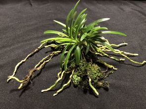 日本盆栽代購(gòu),日本盆栽價(jià)格,日本二手盆栽,日本盆栽商品購(gòu)買(mǎi)