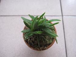 高檔精品風(fēng)蘭 伊勢(shì)矮雞