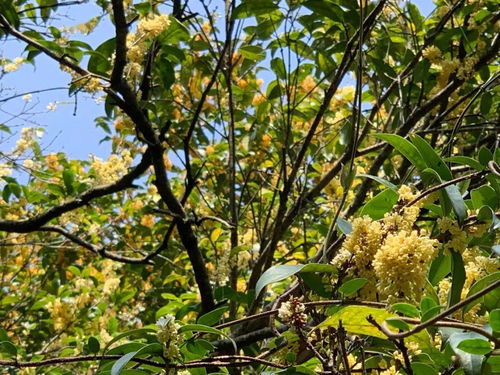 即將成行 中秋還不知道去哪 讓?xiě)敉庹饶愕臒o(wú)聊假期