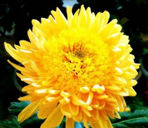 新手養(yǎng)花,不如養(yǎng)盆花中精品 唐宇托桂 ,似金鳳展翅,翱翔天際