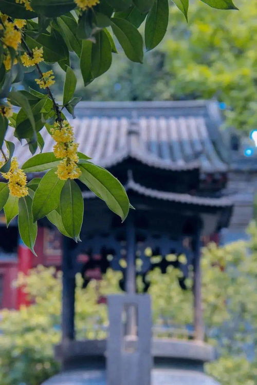 云南 來吧 夏天最能驚艷人的,是那一片片五彩斑斕的花海