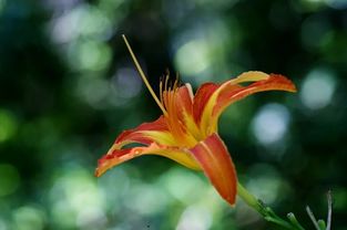 今日小暑 蘭湯沐浴,周身都是草藥香