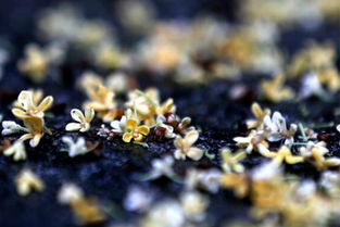 杭城秋雨綿綿不停歇 一夜雨來桂花飄香