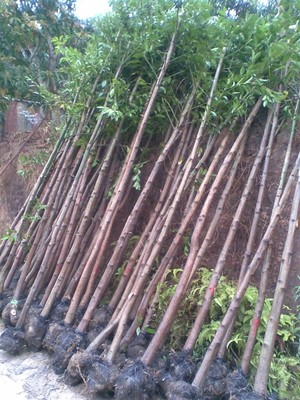 垂葉榕價(jià)格表,垂葉榕種植廠家,今日行情價(jià)格走勢