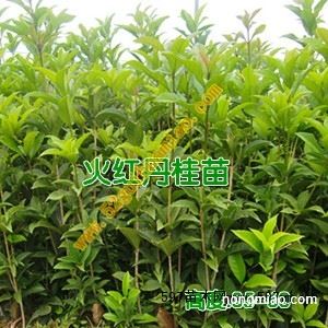 池州桂花苗價(jià)格 亳州桂花樹苗批發(fā) 池州桂花苗供應(yīng)