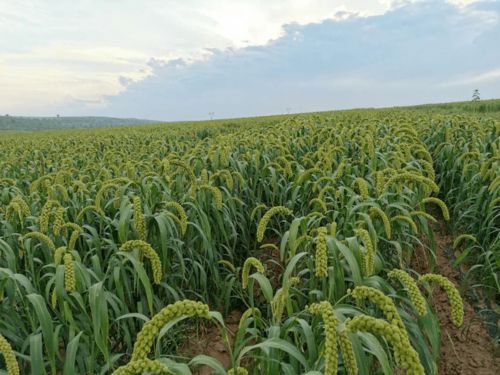 融合黨建 翁旗毛山東鄉(xiāng)黨建融合引領(lǐng)百姓走上增收致富路