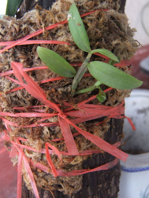 我也學(xué)別人把風(fēng)蘭 綁 上樁,有圖有真相