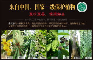 桂人堂 防城金花茶 廣西特產(chǎn)花朵茶20g裝 綠色有機(jī)認(rèn)證 養(yǎng)生茶