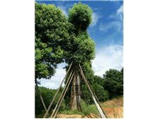 桂林森泉園林綠化產(chǎn)品展示