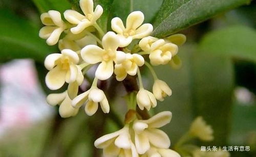 桂花,為中秋而生,從月中而來,清香四溢,黃金燦燦,教你養(yǎng)法 吳剛
