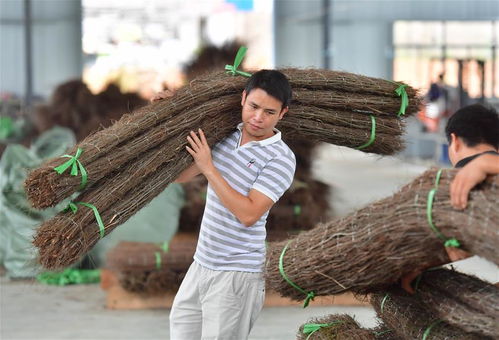 粵桂協(xié)作助石漠化貧困縣脫貧