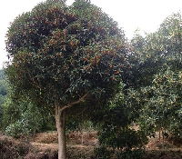 湖南香樟 桂花 羅漢松 杜鵑 紅花繼木湖南 株洲湖南友緣苗木基地產品供應第1頁