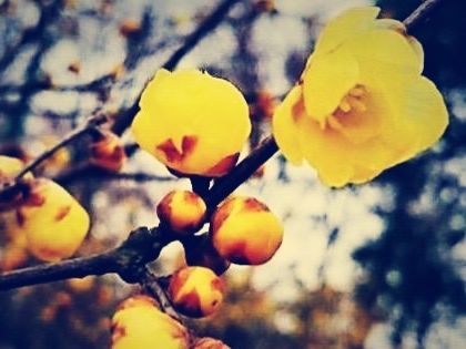 詩詞 一壺歲月釀成茶 清風不語草含情 八首