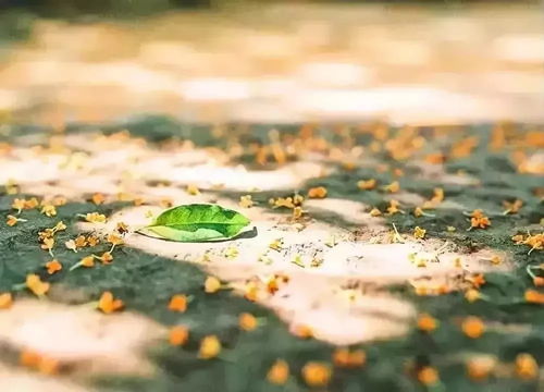 杭城的秋天是從西湖邊開始的,不信你看