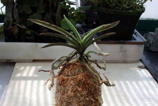 風蘭盆景 水苔上盆 圖解