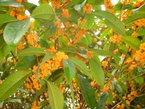 求小葉金桂圖片